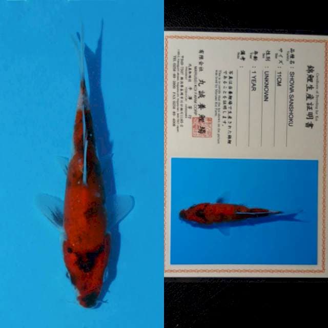 marusei showa 12cm serty