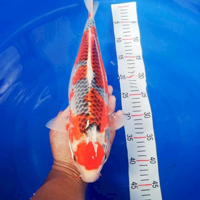 Maruten kujaku 44cm