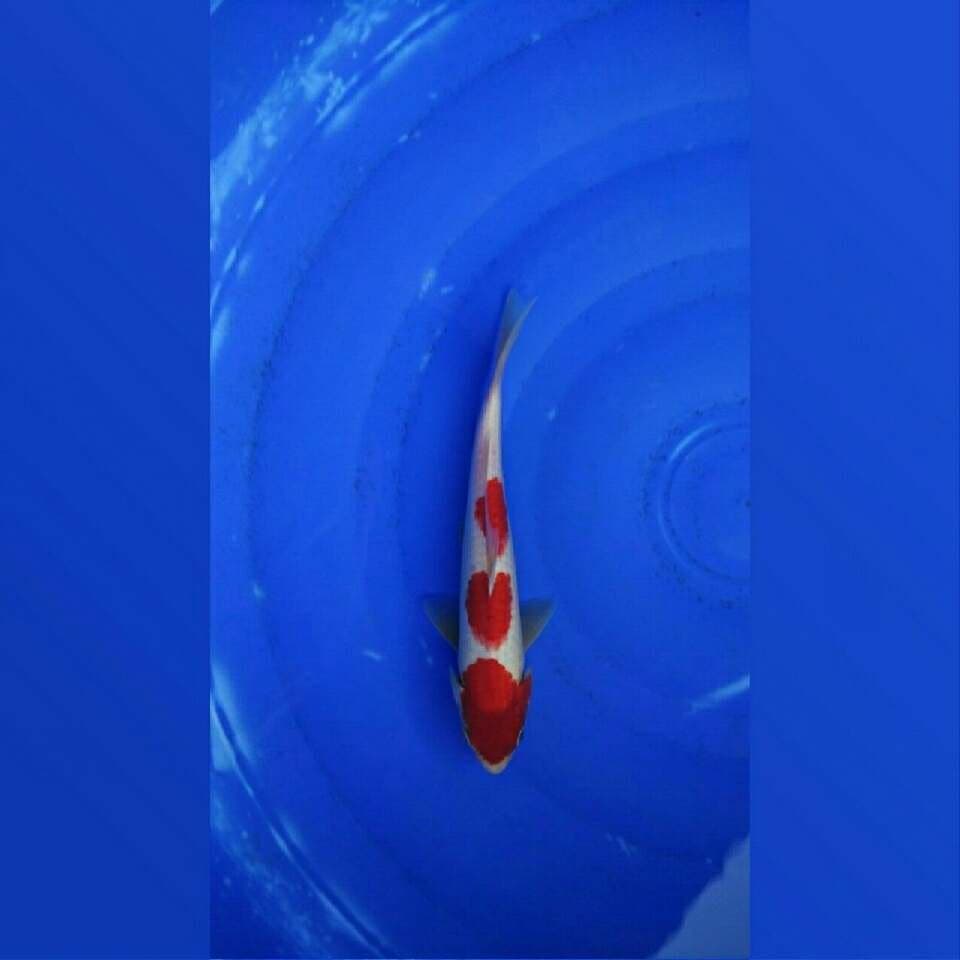 Kohaku sandan