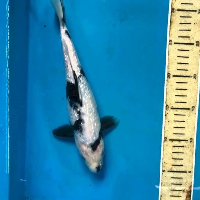 Shiro Ginrin, 27 cm