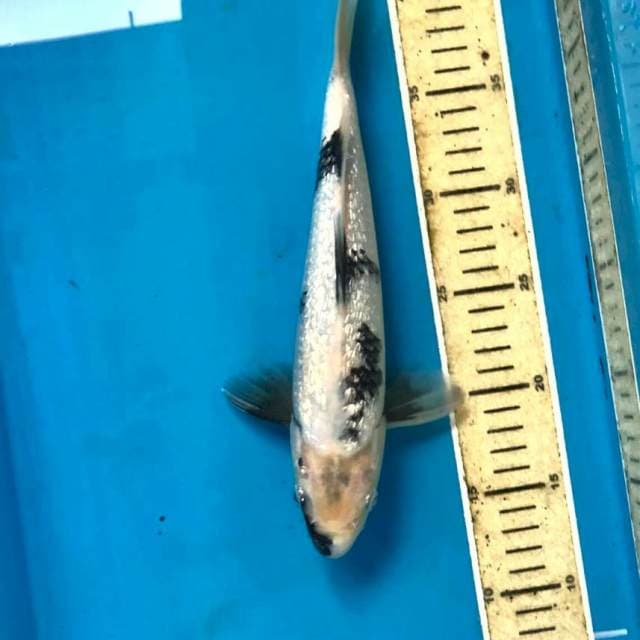 Shiro Ginrin, 29 cm