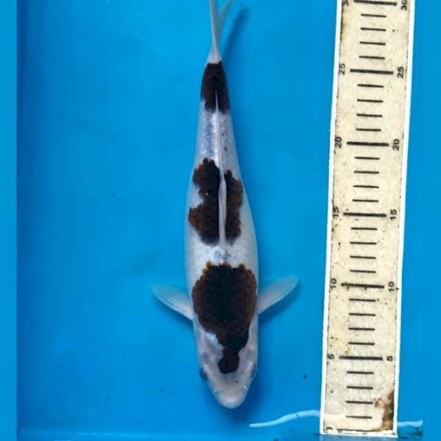 Budo Goromo, 28 cm