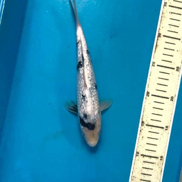 Shiro Ginrin, 24 cm