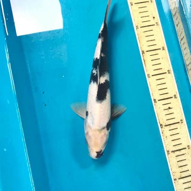 Shiro, 30 cm