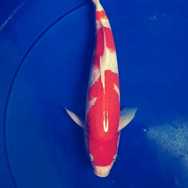 KOHAKU BODY SIP MERAH PEKAT