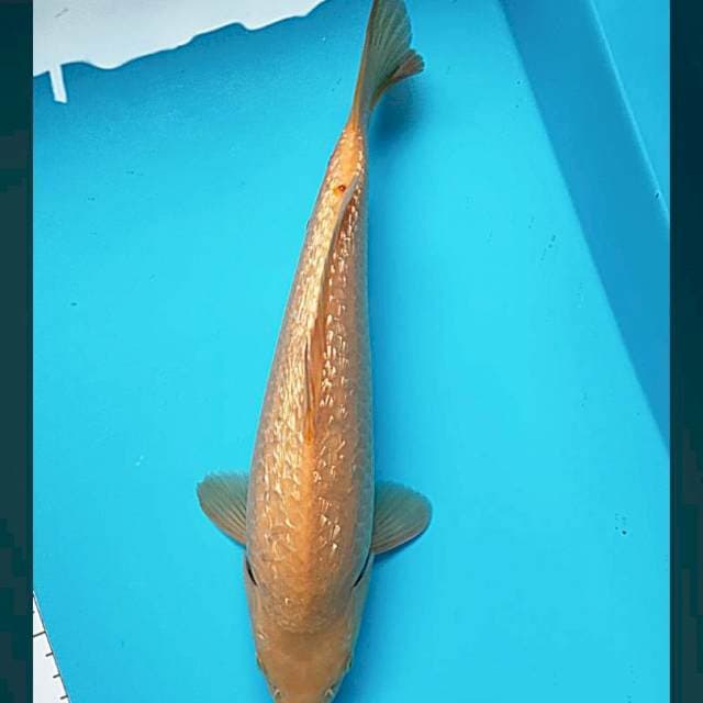 Chagoi caramel ginrin 34cm