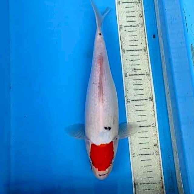 Tanco 34cm