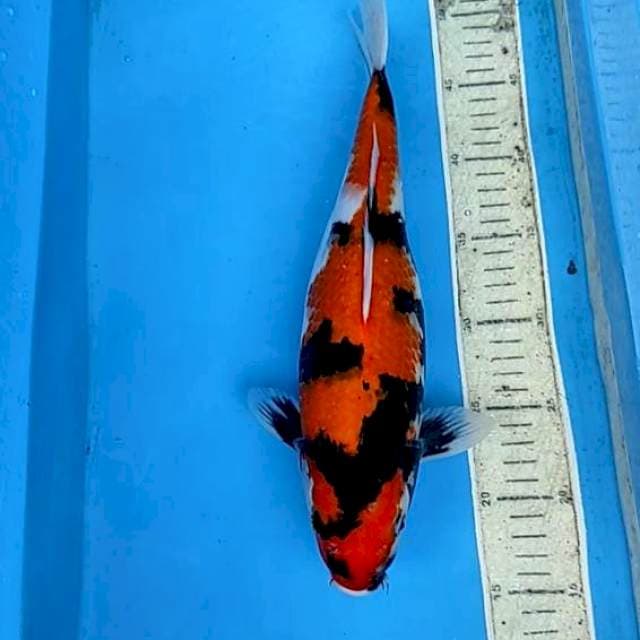 Showa 36cm