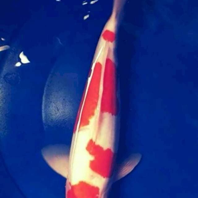 KOHAKU DOITSU PUNUK