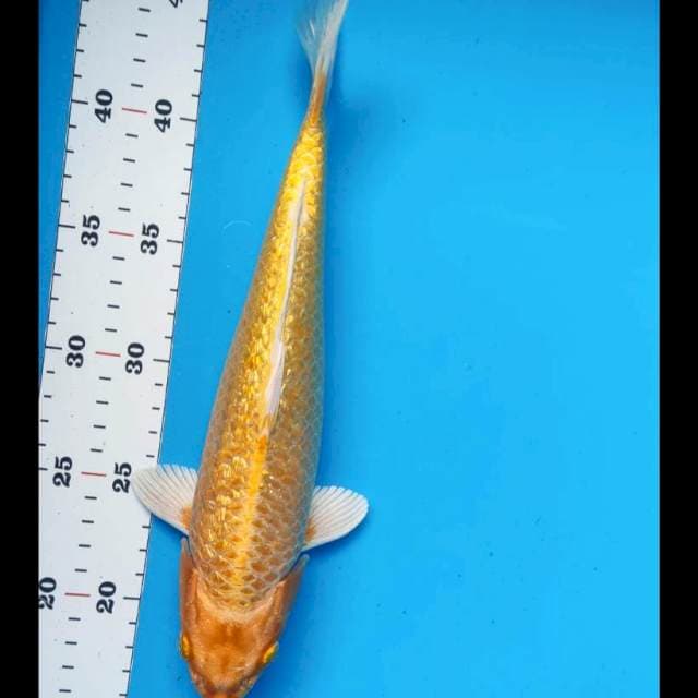 Ogon ginrin 29cm male