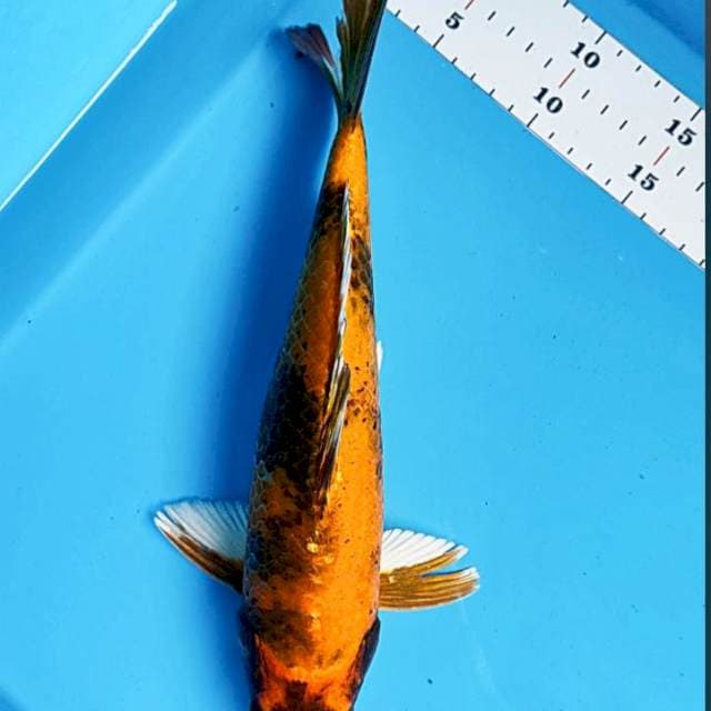Kin utsuri 32cm male