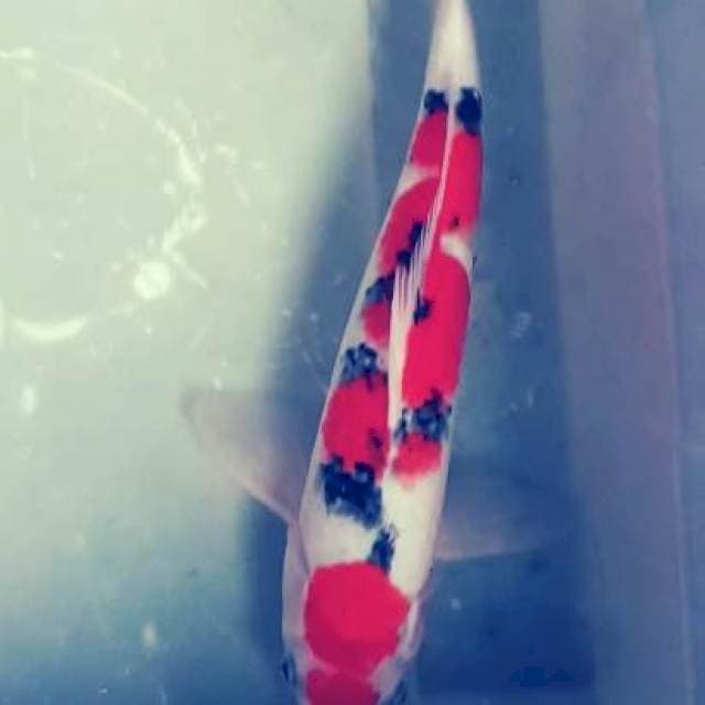 SANKE TATEGOI MERAH PEKAT 35