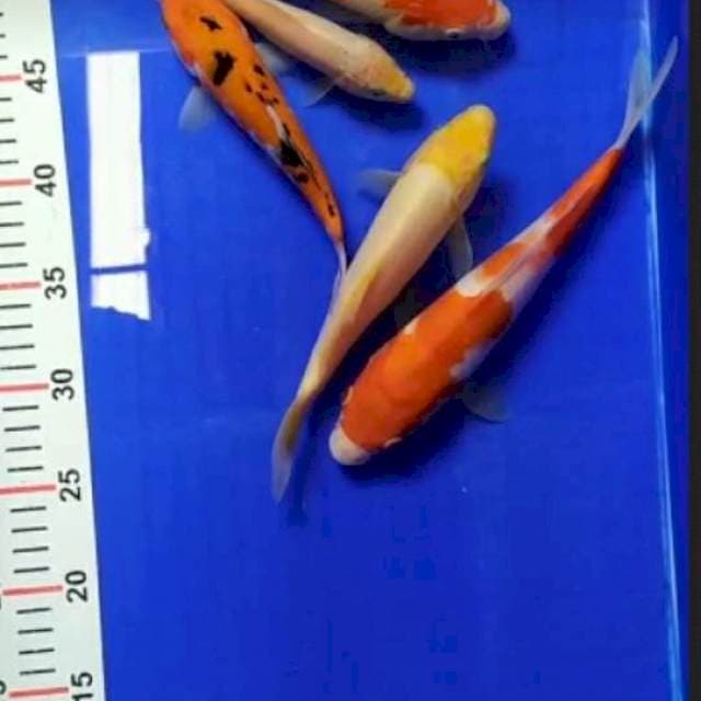 Mix 15-26cm