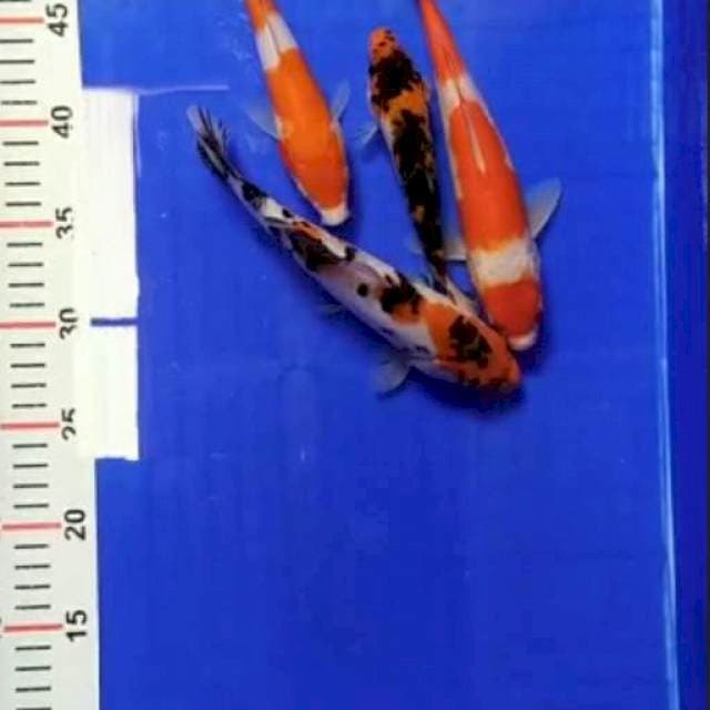 Mix 17-24cm