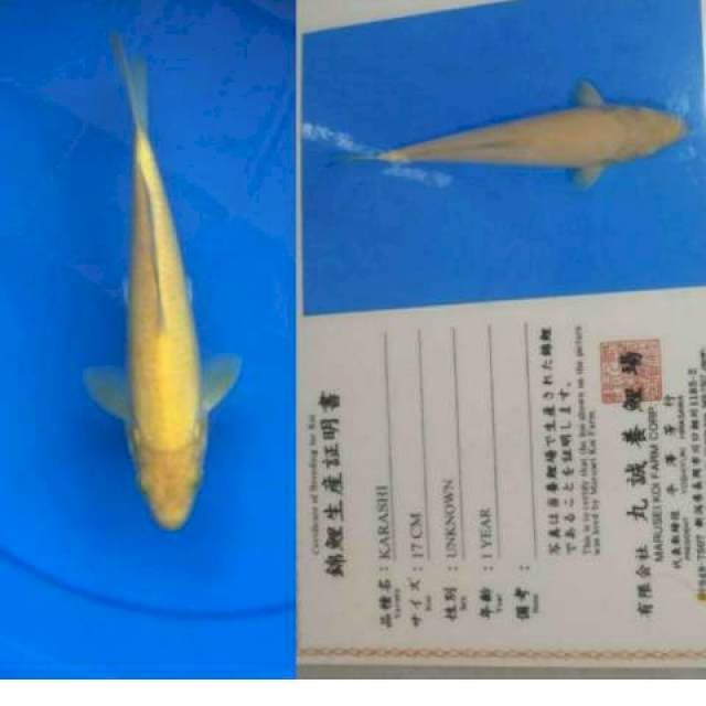 An AKMAL pelaku bid n run 08982649994