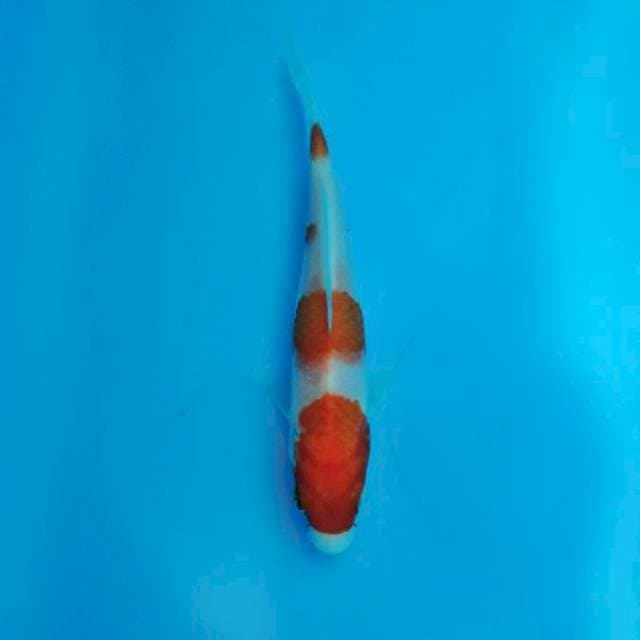 Kohaku 15bu