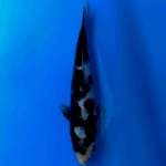 Shiro deep Sumi