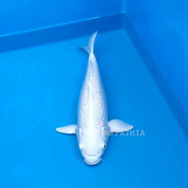 Platinum Ogon 37 cm