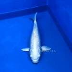 Platinum Ogon 37 cm