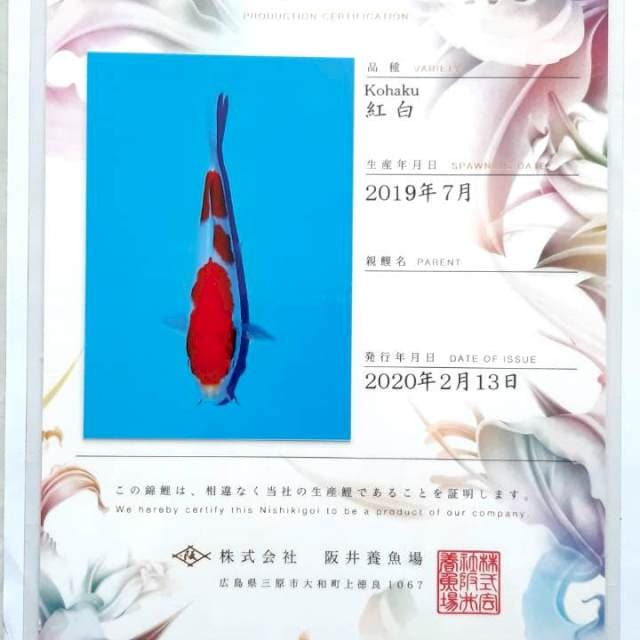 Kohaku 38 cm