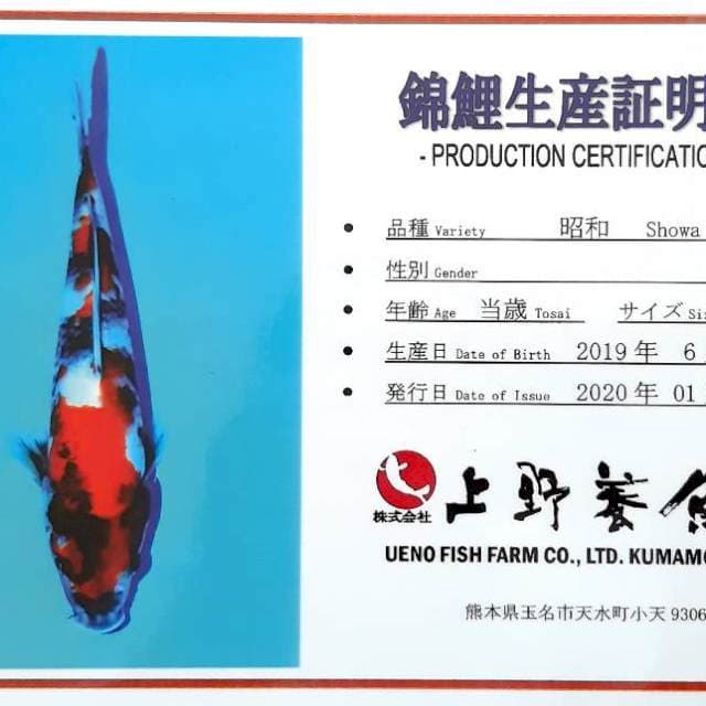 Showa 39 cm