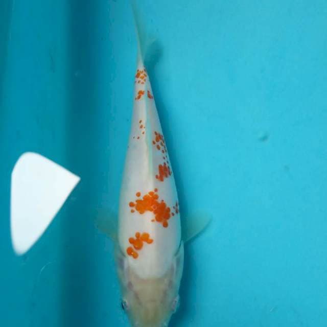 Kanoko 15cm