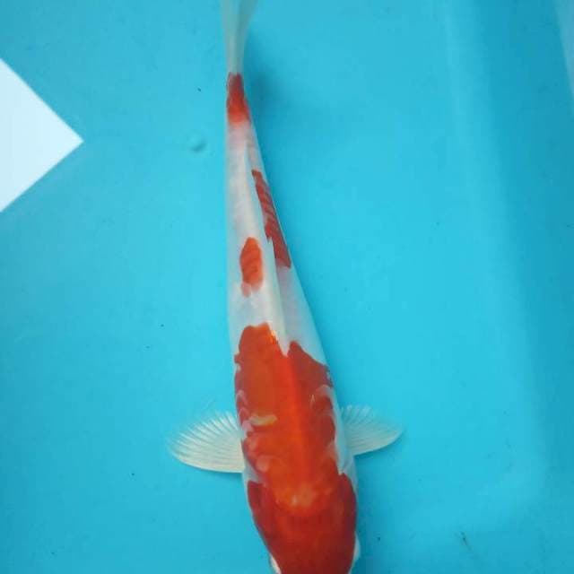 Kohaku doitsu hikari 20cm