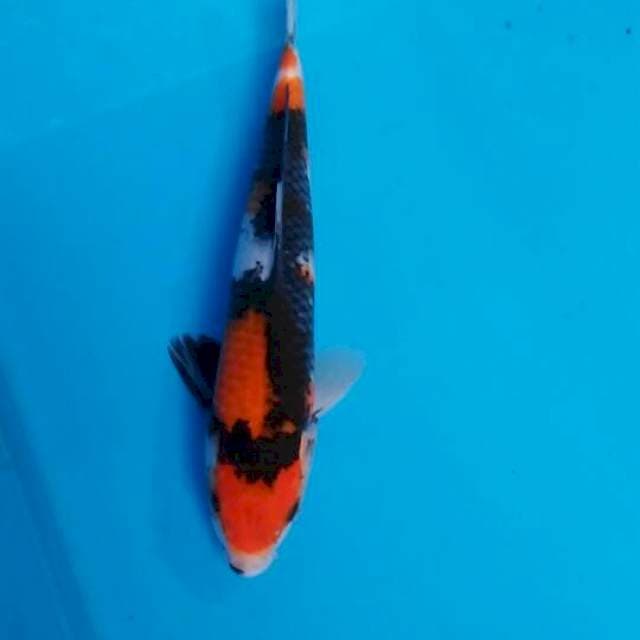 Showa26cm