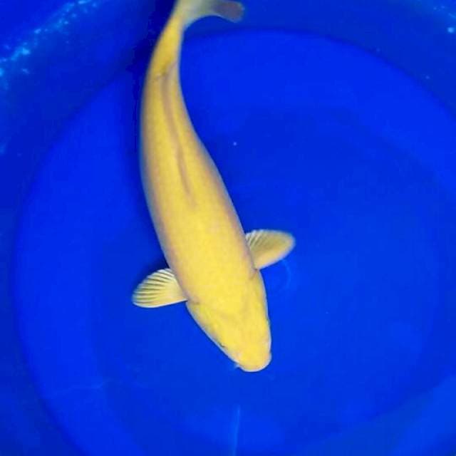 Kharasi 36cm
