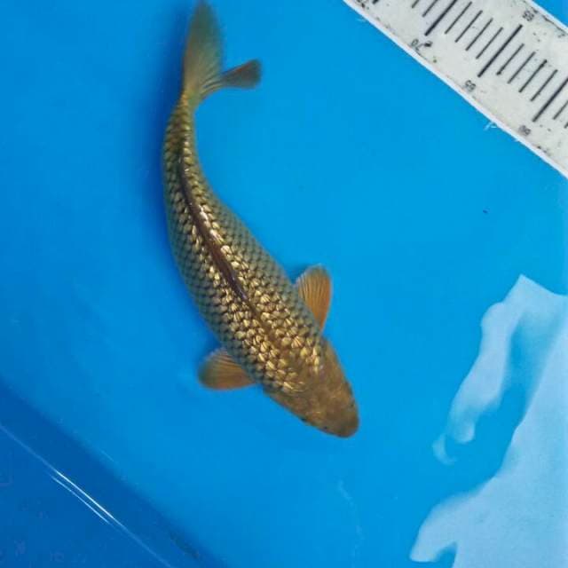 Midhorigoi 35cm