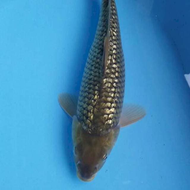 Midorigoi 35cm