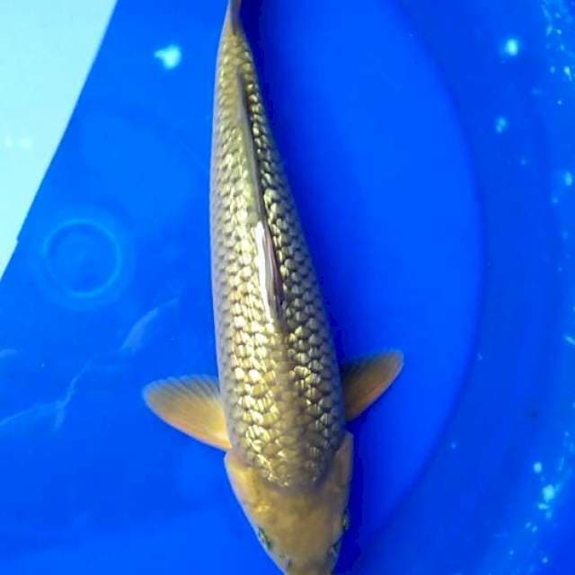 Midorighoi 35cm