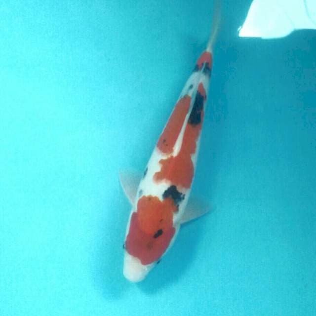 Sanke, male 29 cm