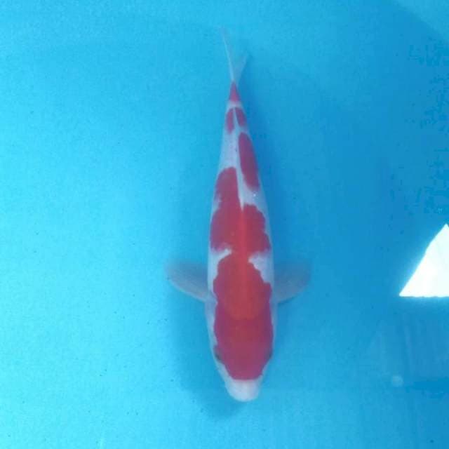 Kohaku, 25 cm