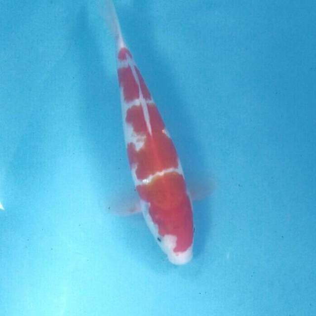 Kohaku, male 28 cm