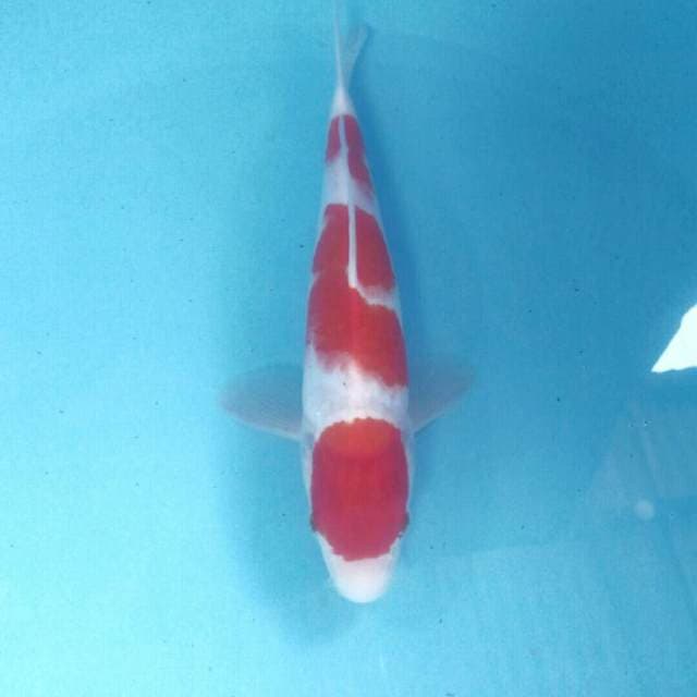 Kohaku, male 28 cm