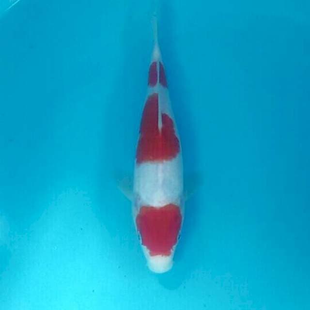 Kohaku, 27 cm