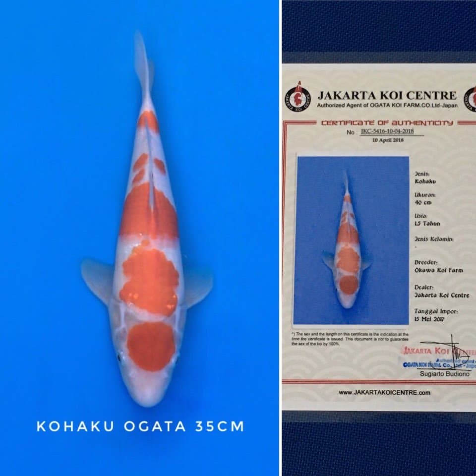 kohaku maruten ogata 35cm