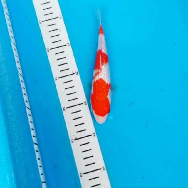 Kohaku ginrin