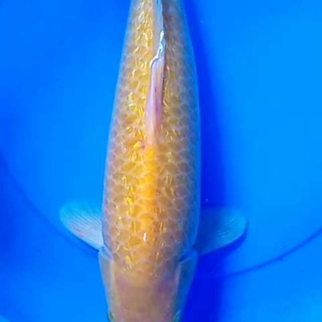 Karasi ginrin jumbo 45 cm ml