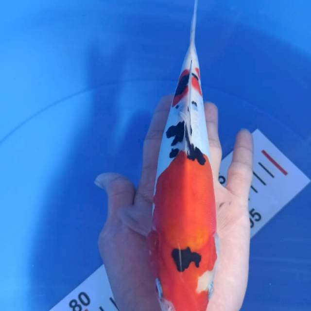 Sanke Doit (23cm)