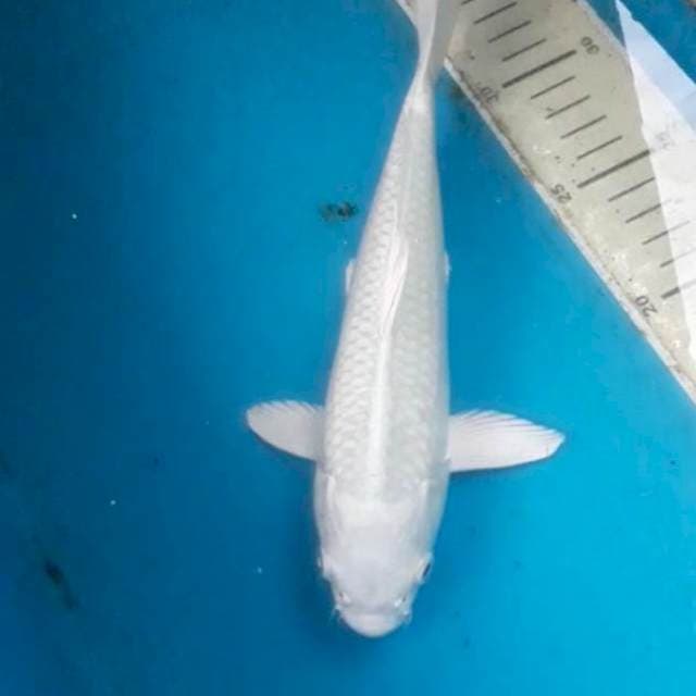 Platinum 27 cm