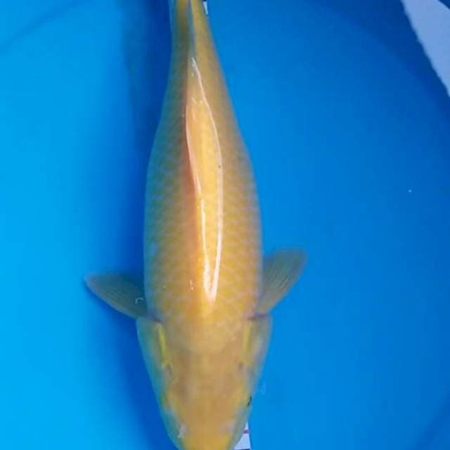 karasi munuk