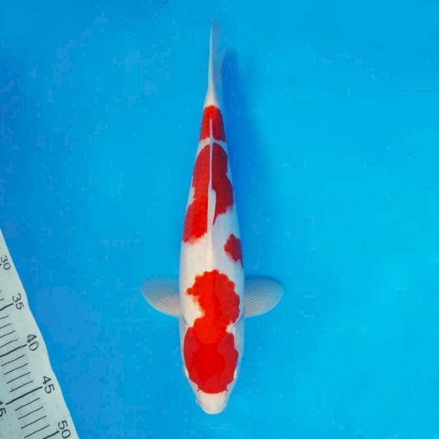 FURY 1 ~ KOHAKU ™