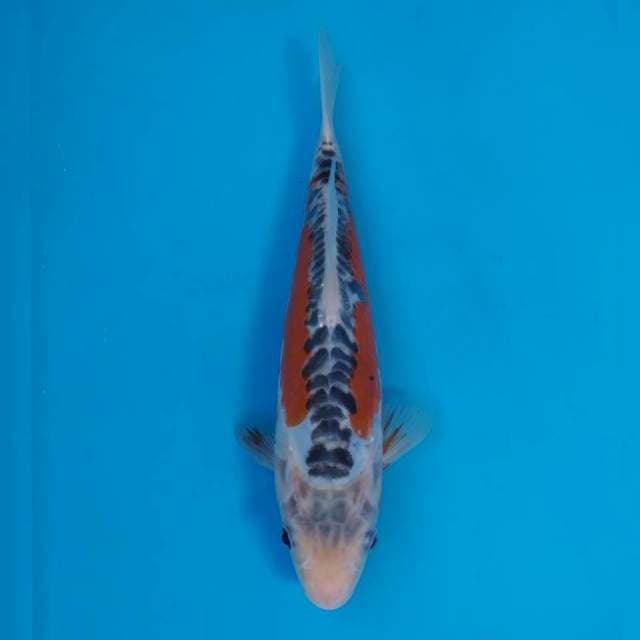 Maruhiro Shusui