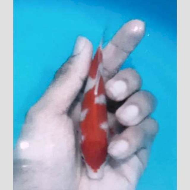 Petir the flash 15cm