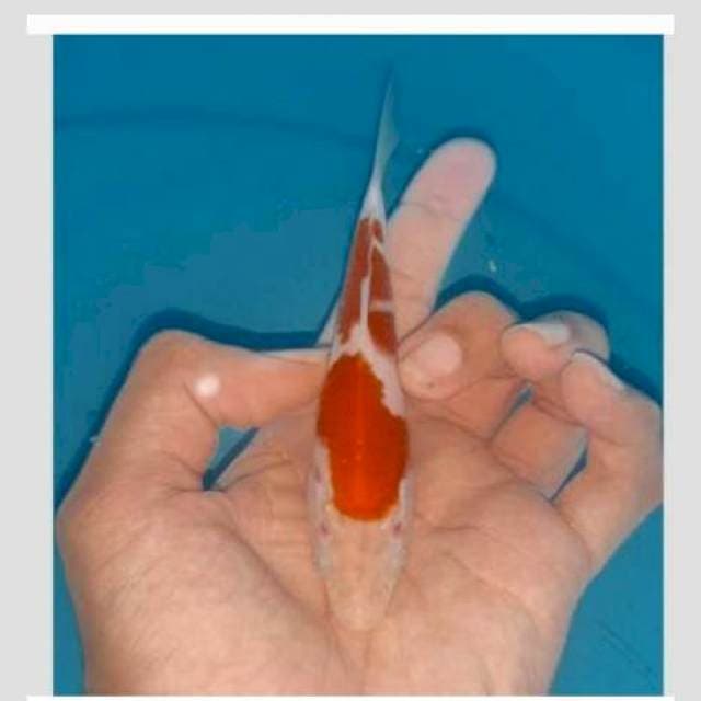 Korban bid and run original kohaku cakep 15cm
