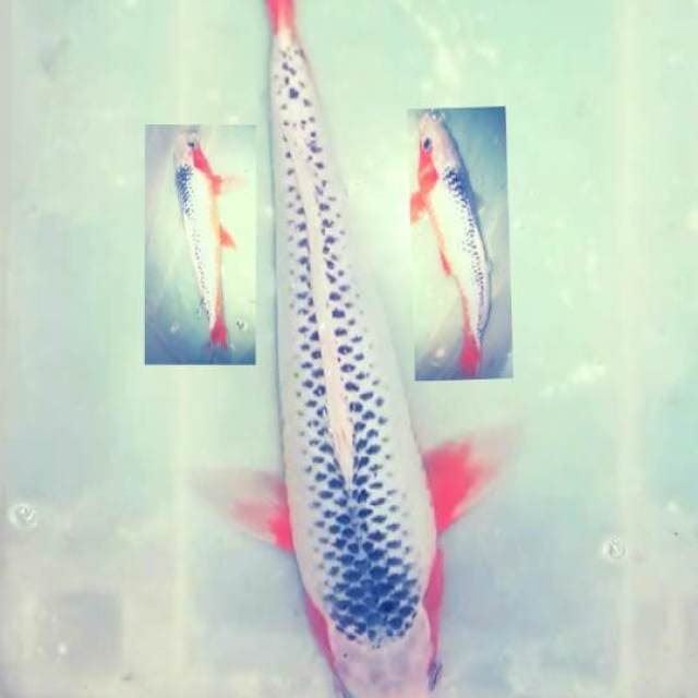ASAGI 35