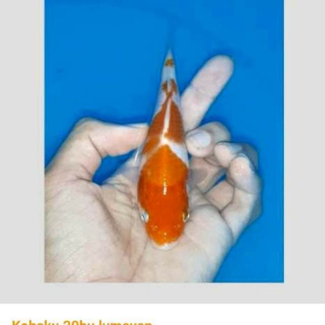 Edisi bid and run kohaku ori 20bu