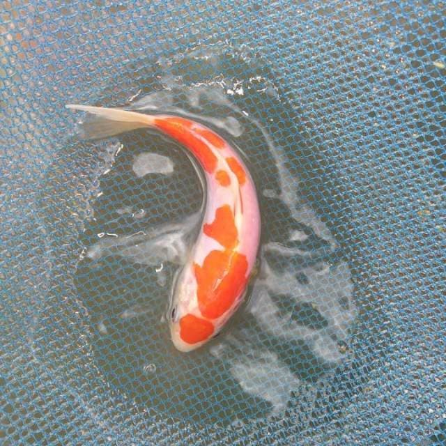 Oryginal Kohaku 35cm